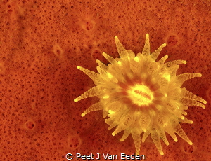 The Sun never sets underwater

The beauty of a cup coral by Peet J Van Eeden 
